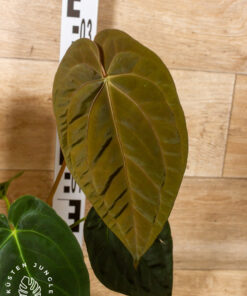 Anthurium (Michelle X Red Velvet Cake) X Goliath 001A