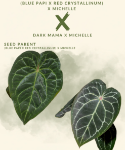 ((A. blue papi x A. red crystallinum) X A. Michelle) X (A. dark Mama X A. Michelle)