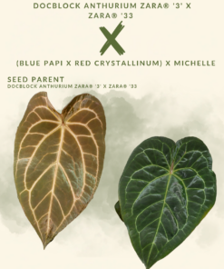(DocBlock Anthurium Zara® '3' x Zara® '33) X ((A. blue papi x A. red crystallinum) X A. Michelle) SEED