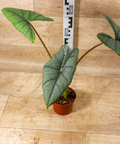 Alocasia platinum 2A