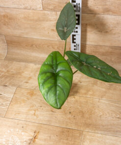Alocasia puncak borneensis 003