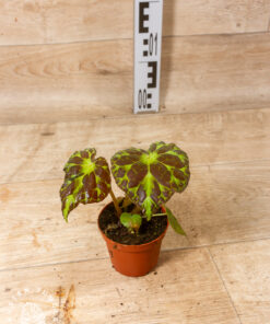 Begonia barsalouxiae 001