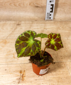 Begonia barsalouxiae 002