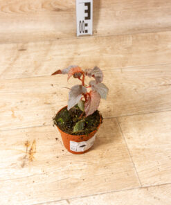 Begonia lamriana silver 001