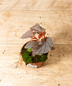 Begonia lamriana silver 002