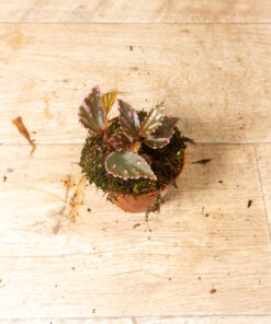 Begonia julau "Type 1" 002