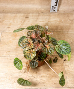 Peperomia caperata 'Pink Lady' 001