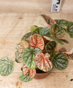 Peperomia caperata 'Pink Lady' 002