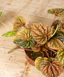 Peperomia caperata 'Disco Fall' 001