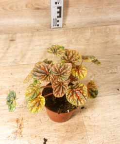Peperomia caperata 'Disco Fall' 002