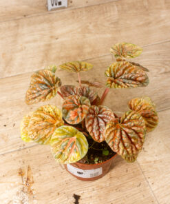 Peperomia caperata 'Disco Fall' 003