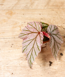 Begonia 'Lamoon' 001