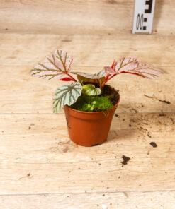 Begonia 'Lamoon' 002 – Bild 2