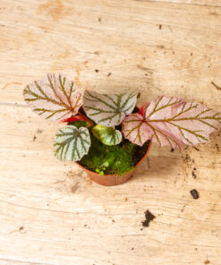 Begonia 'Lamoon' 002