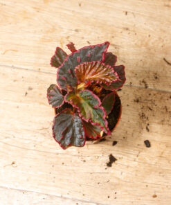 Begonia Medusa 002