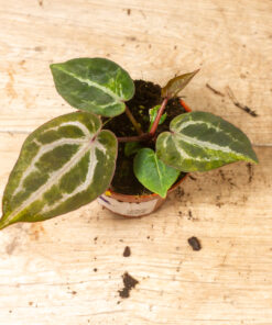 Anthurium red crystallinum aurea 001 – Bild 2