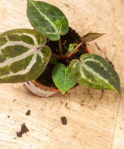 Anthurium red crystallinum aurea 001