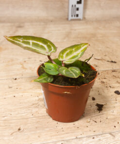 Anthurium red crystallinum aurea 001 – Bild 3