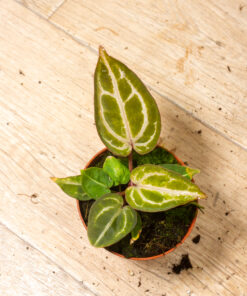 Anthurium red crystallinum aurea 002