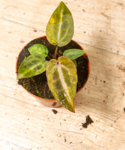 Anthurium red crystallinum aurea 003