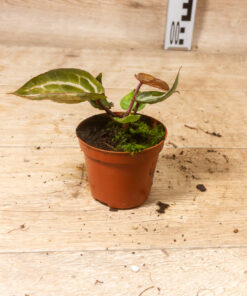 Anthurium red crystallinum aurea 004 – Bild 2