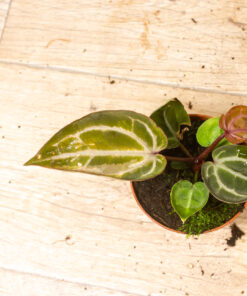 Anthurium red crystallinum aurea 004