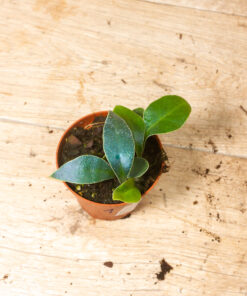 Microsorum siamensis (Siamesischer Zwergfarn oder Blauer Farn) 001