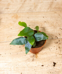 Microsorum siamensis (Siamesischer Zwergfarn oder Blauer Farn) 003
