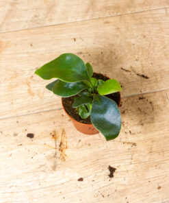 Microsorum siamensis (Siamesischer Zwergfarn oder Blauer Farn) 004