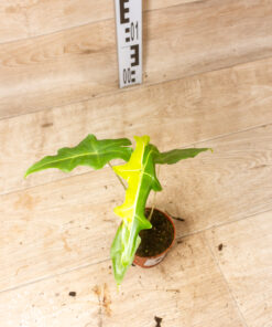 Alocasia portei aurea 001