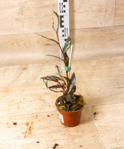 Begonia sp. “Julau” Type 2 001