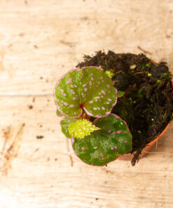Begonia roseopunctata 001