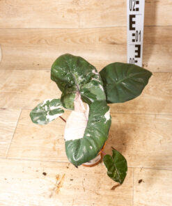 Alocasia Yucatan Princess Pink 001