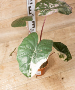 Alocasia Yucatan Princess Pink 002