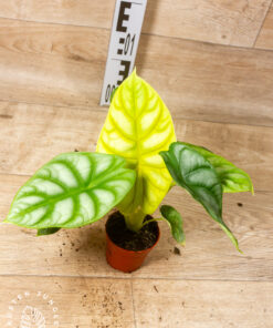 Alocasia Dragon Scale GOLD 001