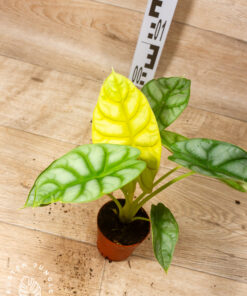 Alocasia Dragon Scale GOLD 002