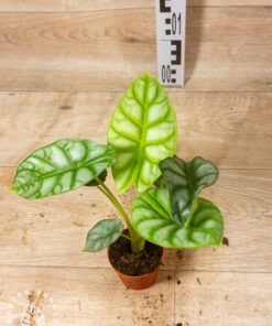 Alocasia Dragon Scale GOLD 003