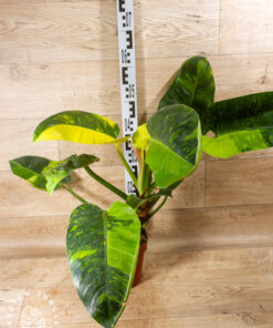 Philodendron green congo variegata XXL