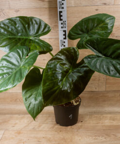 Alocasia wentii aurea variegata XL 01