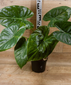 Alocasia wentii aurea variegata XL 01 – Bild 2