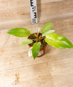 Philodendron snowdrift 001