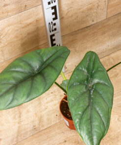 Alocasia puncak borneensis 001