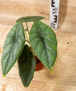 Alocasia puncak borneensis 002
