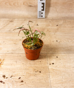 Syngonium pink rolli 001