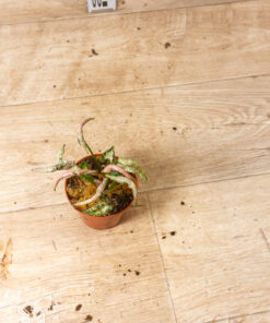 Syngonium pink rolli 003