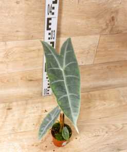 Alocasia longiloba silver 001