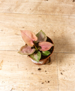 Syngonium Pink Perfection 001