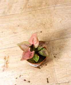 Syngonium Pink Perfection 002