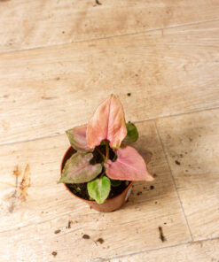 Syngonium Pink Perfection 003