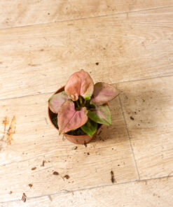 Syngonium Pink Perfection 004